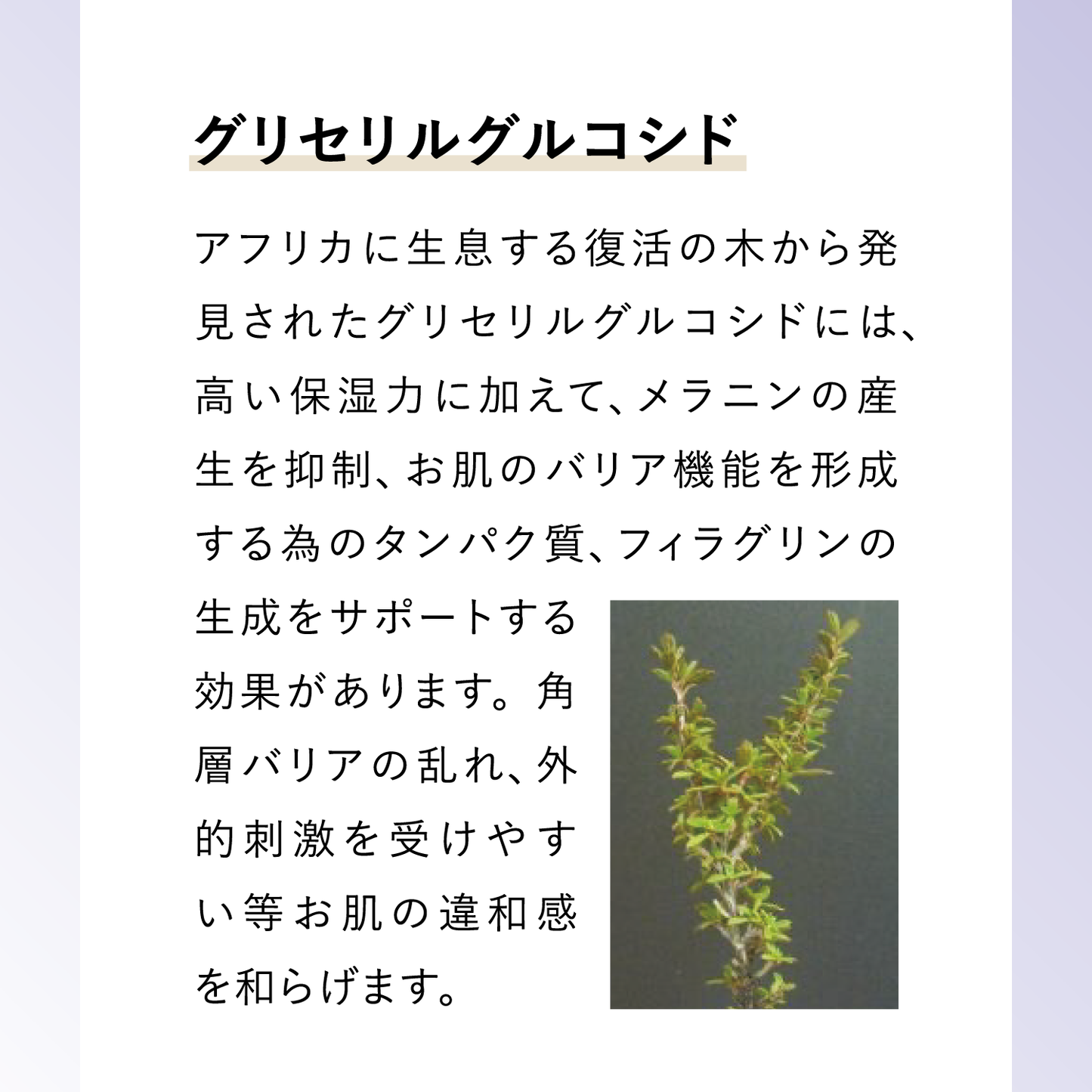 éloge PROFESSIONAL Revita serum – eloge公式オンラインストア