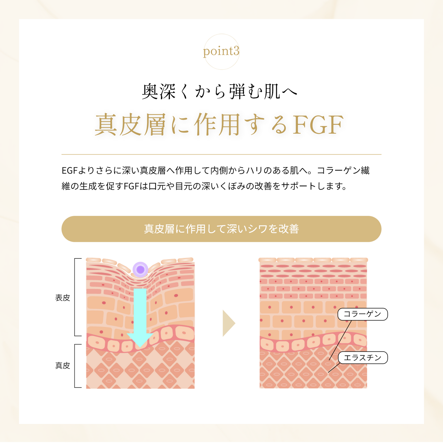 セラムクリーム 30g A & N セット – eloge公式オンラインストア